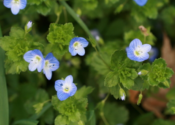 Persischer Ehrenpreis (Veronica persica) - © Emanuel Trummer